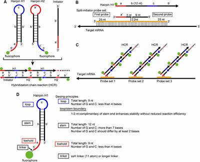 Modified in situ Hybridization Chain Reaction Using Short Hairpin DNAs